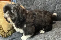 oreo, a male Shih Tzu for sale in Macclenny, FL – Photo 2 of 5