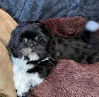 oreo, a male Shih Tzu for sale in Macclenny, FL – Photo 1 of 5