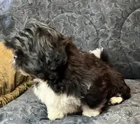 oreo, a male Shih Tzu for sale in Macclenny, FL – Photo 3 of 5