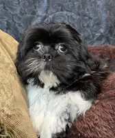 oreo, a male Shih Tzu for sale in Macclenny, FL – Photo 4 of 5