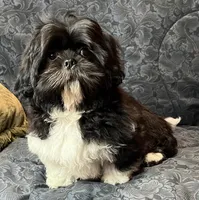 oreo, a male Shih Tzu for sale in Macclenny, FL – Photo 5 of 5