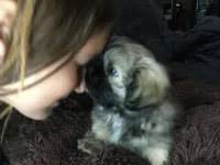 Hank, a male Pomeranian and Shih Tzu for sale in Macclenny, FL – Photo 10 of 10