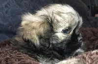 Hank, a male Pomeranian and Shih Tzu for sale in Macclenny, FL – Photo 5 of 10