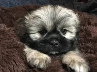 Hank, a male Pomeranian and Shih Tzu for sale in Macclenny, FL – Photo 9 of 10