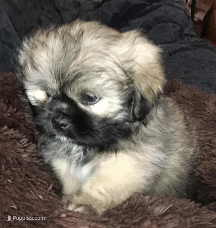 Hank, a male Pomeranian and Shih Tzu for sale in Macclenny, FL – Photo 1 of 10