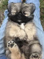Hank, a male Pomeranian and Shih Tzu for sale in Macclenny, FL – Photo 7 of 10