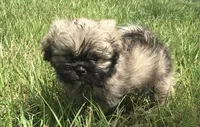 Hank, a male Pomeranian and Shih Tzu for sale in Macclenny, FL – Photo 3 of 10