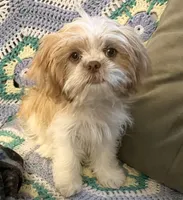 Ginger, a female Japanese Chin and Shih Tzu for sale in Macclenny, FL – Photo 7 of 8