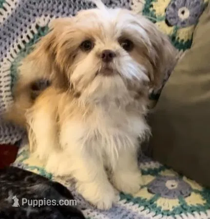 Ginger, a female Japanese Chin and Shih Tzu for sale in Macclenny, FL – Photo 1 of 8