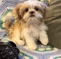 Ginger, a female Japanese Chin and Shih Tzu for sale in Macclenny, FL – Photo 2 of 8