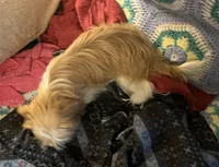 Ginger, a female Japanese Chin and Shih Tzu for sale in Macclenny, FL – Photo 8 of 8