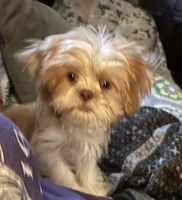 Ginger, a female Japanese Chin and Shih Tzu for sale in Macclenny, FL – Photo 6 of 8