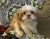 Ginger, a female Japanese Chin and Shih Tzu for sale in Macclenny, FL – Photo 5 of 8