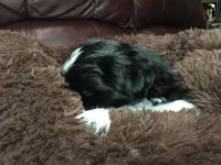 Ellie, a female Shih Tzu for sale in Macclenny, FL – Photo 2 of 7