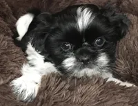 Ellie, a female Shih Tzu for sale in Macclenny, FL – Photo 3 of 7