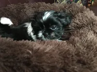 Ellie, a female Shih Tzu for sale in Macclenny, FL – Photo 4 of 7