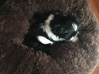 Ellie, a female Shih Tzu for sale in Macclenny, FL – Photo 7 of 7