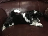 Ellie, a female Shih Tzu for sale in Macclenny, FL – Photo 6 of 7