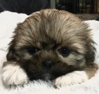 Honey, a female Shih Tzu for sale in Macclenny, FL – Photo 8 of 10