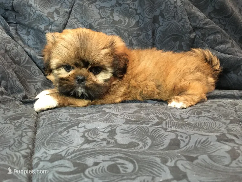 Honey, a female Shih Tzu for sale in Macclenny, FL – Photo 1 of 10