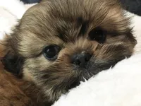 Honey, a female Shih Tzu for sale in Macclenny, FL – Photo 10 of 10