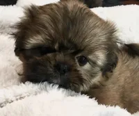 Honey, a female Shih Tzu for sale in Macclenny, FL – Photo 6 of 10