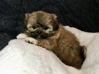 Honey, a female Shih Tzu for sale in Macclenny, FL – Photo 4 of 10