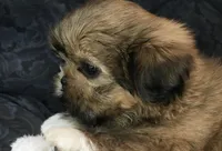 Honey, a female Shih Tzu for sale in Macclenny, FL – Photo 2 of 10