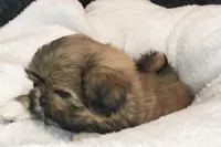 Honey, a female Shih Tzu for sale in Macclenny, FL – Photo 5 of 10