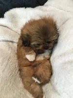 Honey, a female Shih Tzu for sale in Macclenny, FL – Photo 7 of 10