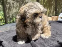 Jack, a male Shih Tzu for sale in Macclenny, FL – 2 of 6