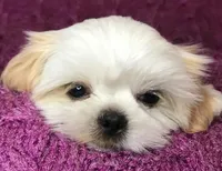 Gabriel, a male Shih Tzu for sale in Macclenny, FL – Photo 6 of 10