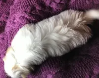 Gabriel, a male Shih Tzu for sale in Macclenny, FL – Photo 4 of 10