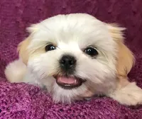 Gabriel, a male Shih Tzu for sale in Macclenny, FL – Photo 3 of 10