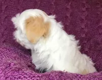 Gabriel, a male Shih Tzu for sale in Macclenny, FL – Photo 5 of 10