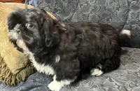 Oreo, a male Shih Tzu for sale in Macclenny, FL – Photo 2 of 5