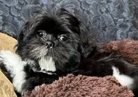 Oreo, a male Shih Tzu for sale in Macclenny, FL – Photo 1 of 5