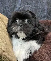 Oreo, a male Shih Tzu for sale in Macclenny, FL – Photo 3 of 5