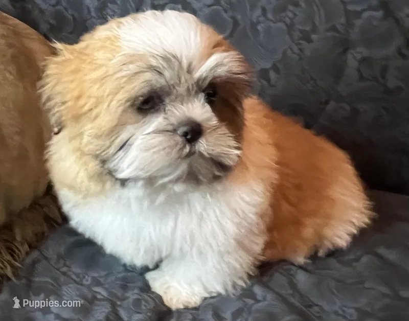 Sugar, a female Shih Tzu for sale in Macclenny, FL – Photo 1 of 3