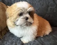 Sugar, a female Shih Tzu for sale in Macclenny, FL – Photo 1 of 3