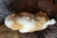 Sugar, a female Shih Tzu for sale in Macclenny, FL – Photo 3 of 3