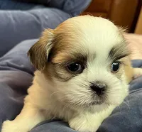 Princess, a female Maltese and Shih Tzu for sale in Macclenny, FL – Photo 1 of 7