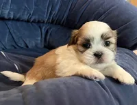 Princess, a female Maltese and Shih Tzu for sale in Macclenny, FL – Photo 5 of 7