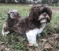 Princess, a female Maltese and Shih Tzu for sale in Macclenny, FL – Photo 6 of 7