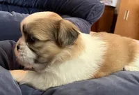 Princess, a female Maltese and Shih Tzu for sale in Macclenny, FL – Photo 2 of 7