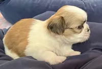 Princess, a female Maltese and Shih Tzu for sale in Macclenny, FL – Photo 4 of 7