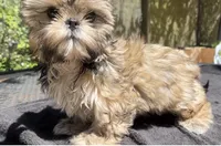Jack, a male Shih Tzu for sale in Macclenny, FL – 6 of 6