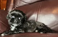 Black Beauty-Mini, a female Shih Tzu for sale in Macclenny, FL – Photo 5 of 6