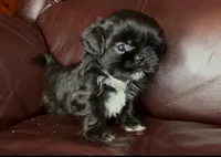 Black Beauty-Mini, a female Shih Tzu for sale in Macclenny, FL – Photo 1 of 6