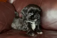 Black Beauty-Mini, a female Shih Tzu for sale in Macclenny, FL – Photo 3 of 6